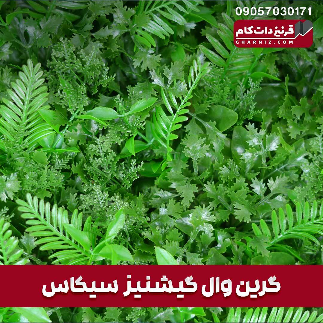  گرین وال گشنیز سیکاس 